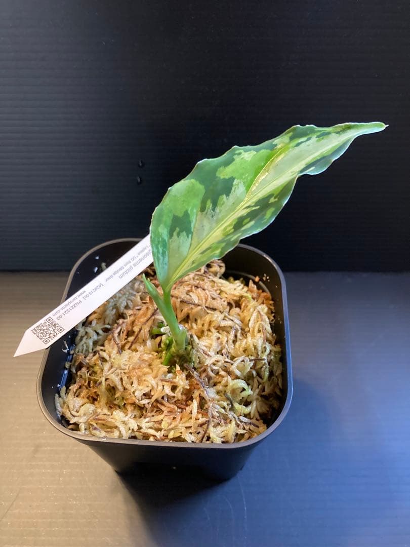 Aglaonema pictum”Laplace”UC ラプラス箱個体