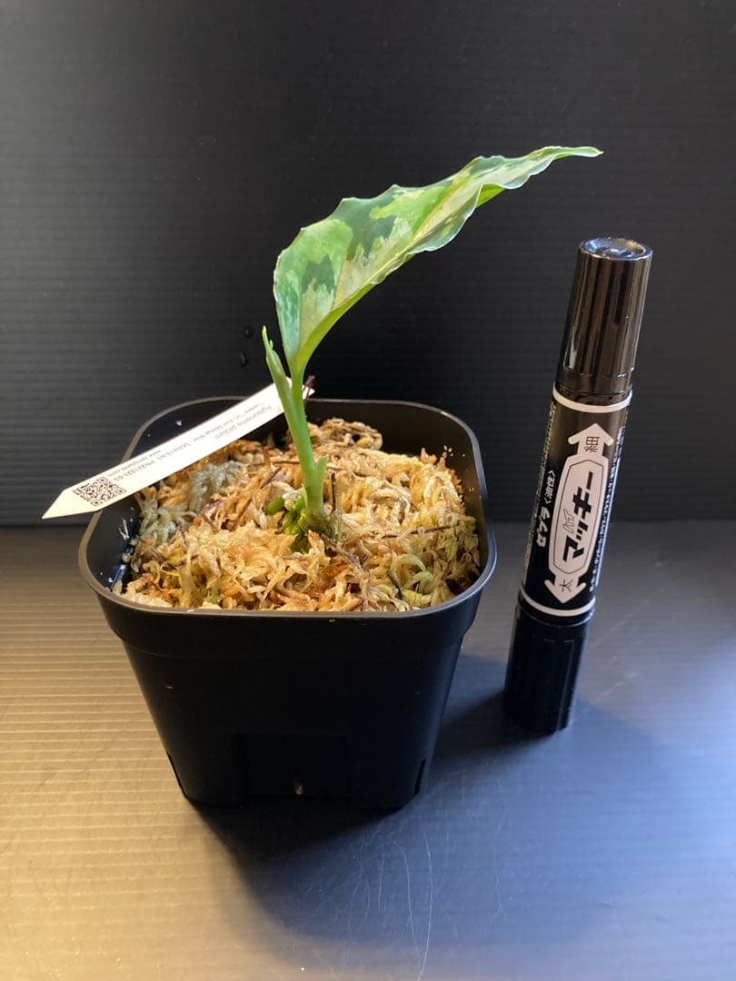 Aglaonema pictum”Laplace”UC ラプラス箱個体