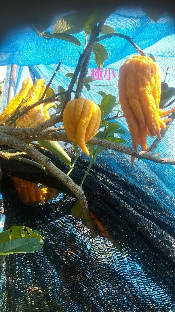 ☀仏手柑お飾り加工確認用です お飾り用果実のみ中1,小5 加工用仏手柑約3kg