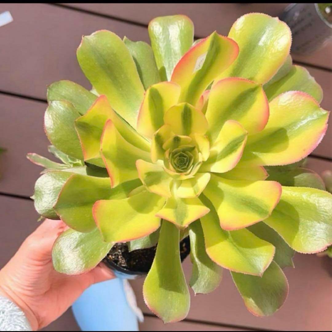 35#多肉植物アエオニウム錦❤️ 洛神❤️5頭13cm拔き苗！