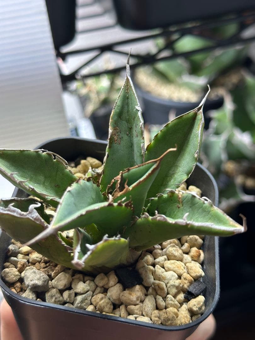 アガベ タランチュラ