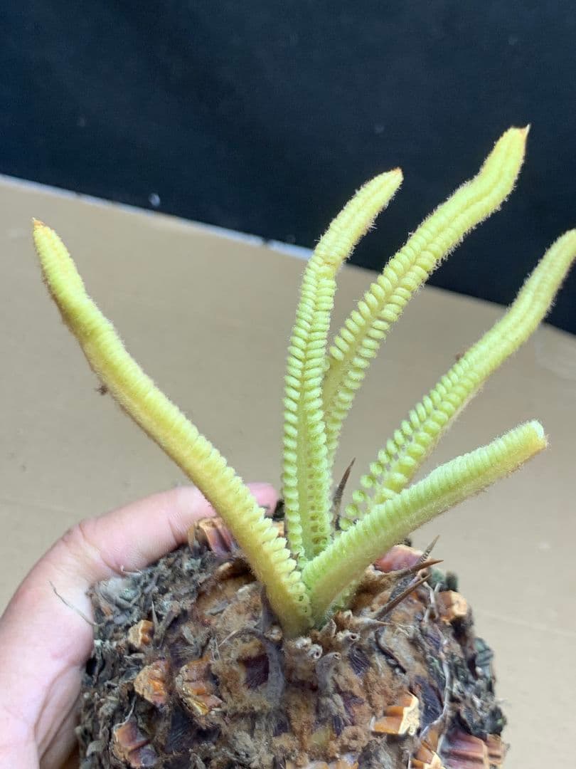 639 ★黄金ソテツ★斑入りソテツ★ 蘇鉄 モンステラ 白い蘇鉄 変異 大株