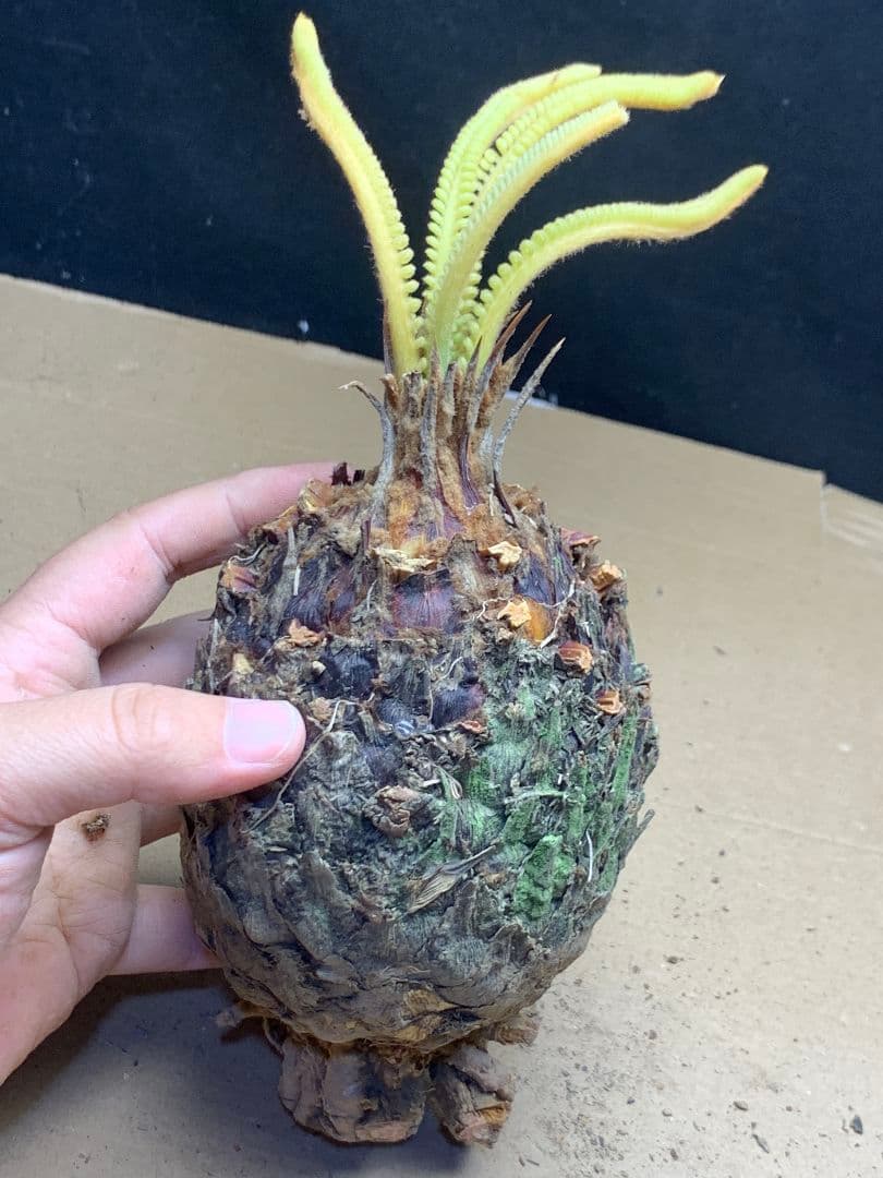 639 ★黄金ソテツ★斑入りソテツ★ 蘇鉄 モンステラ 白い蘇鉄 変異 大株