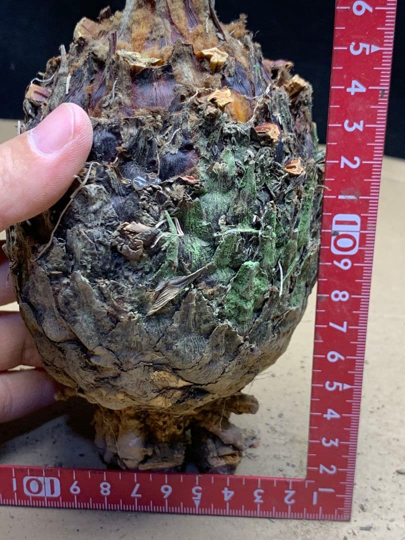 639 ★黄金ソテツ★斑入りソテツ★ 蘇鉄 モンステラ 白い蘇鉄 変異 大株