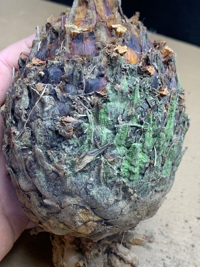 639 ★黄金ソテツ★斑入りソテツ★ 蘇鉄 モンステラ 白い蘇鉄 変異 大株