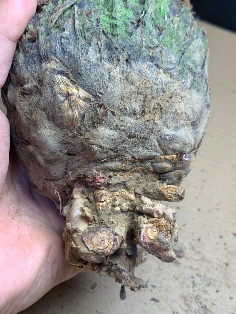 639 ★黄金ソテツ★斑入りソテツ★ 蘇鉄 モンステラ 白い蘇鉄 変異 大株