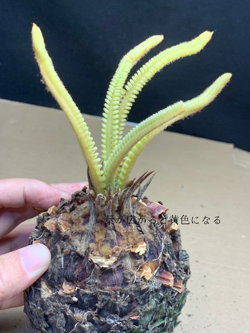 639 ★黄金ソテツ★斑入りソテツ★ 蘇鉄 モンステラ 白い蘇鉄 変異 大株
