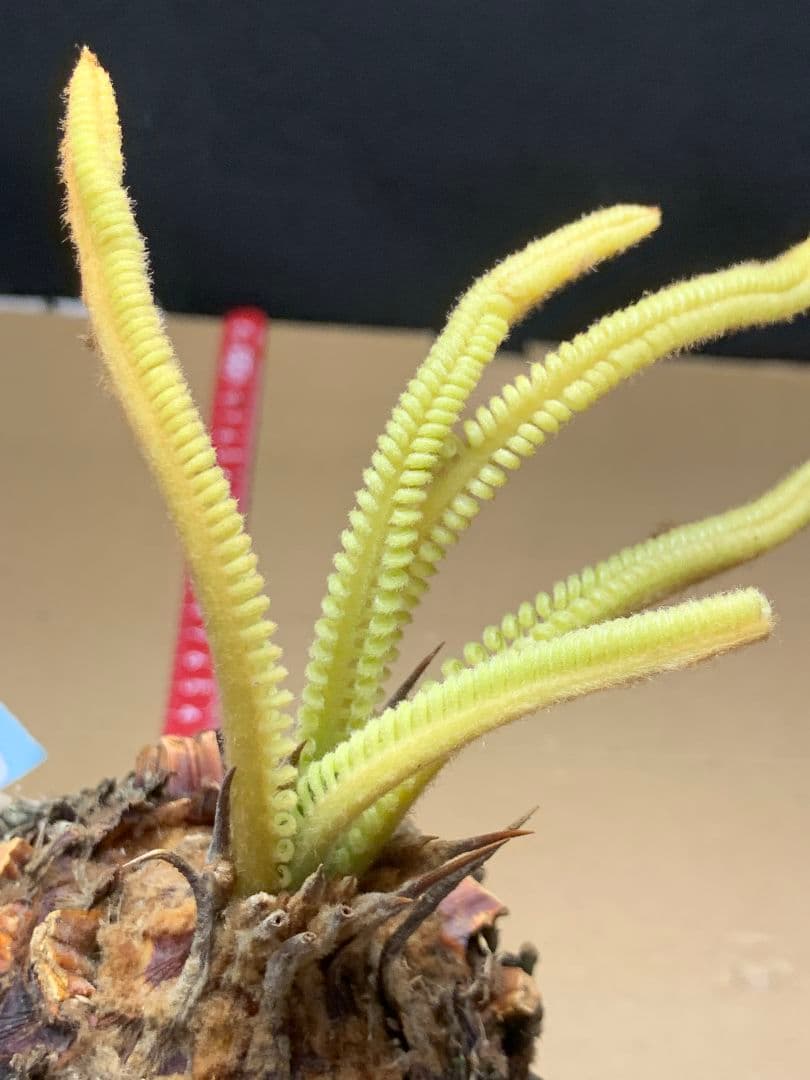 639 ★黄金ソテツ★斑入りソテツ★ 蘇鉄 モンステラ 白い蘇鉄 変異 大株