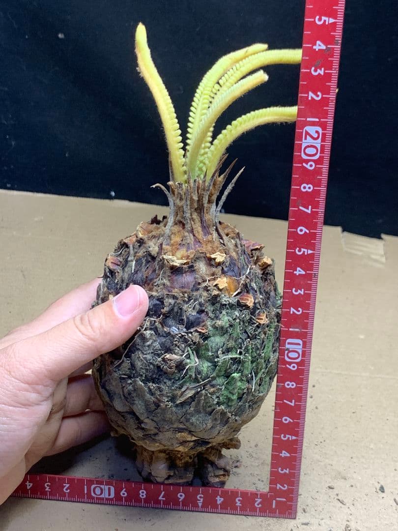 639 ★黄金ソテツ★斑入りソテツ★ 蘇鉄 モンステラ 白い蘇鉄 変異 大株