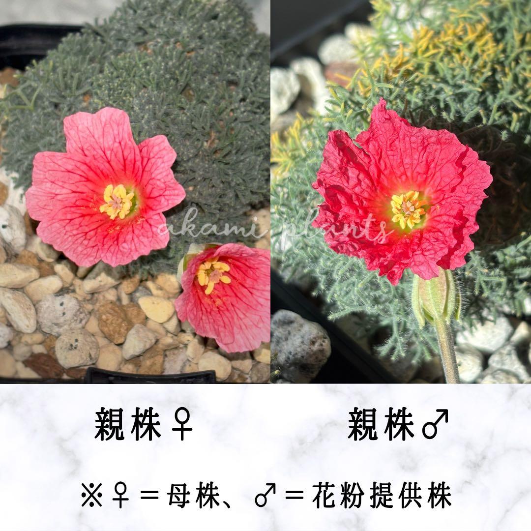サルコカウロン ペニクリナム 自家採取 種子 5粒 赤系統Special