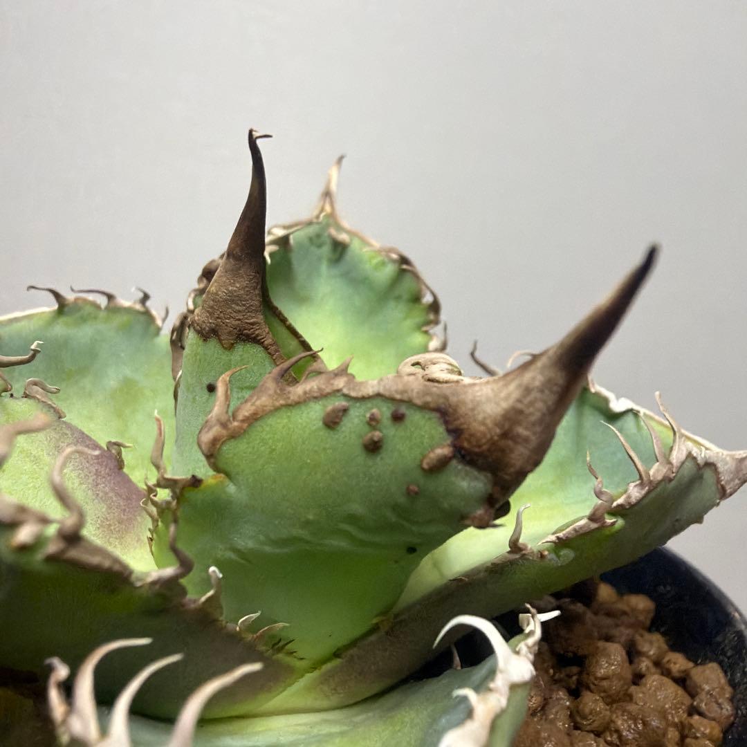 アガベ 鉢植発送 星空 ブツブツ 極上血統 超希少 スペシャル個体