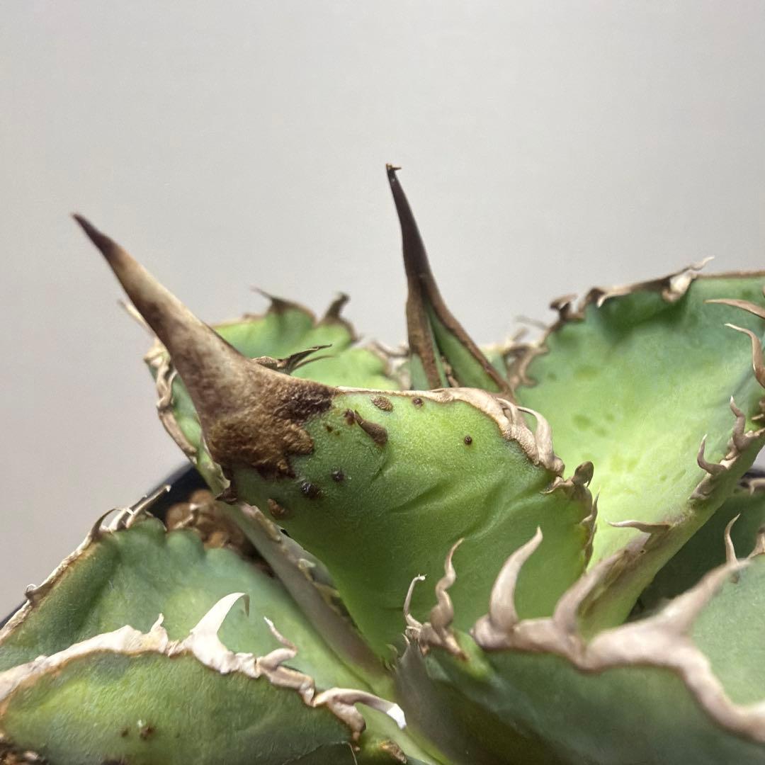 アガベ 鉢植発送 星空 ブツブツ 極上血統 超希少 スペシャル個体