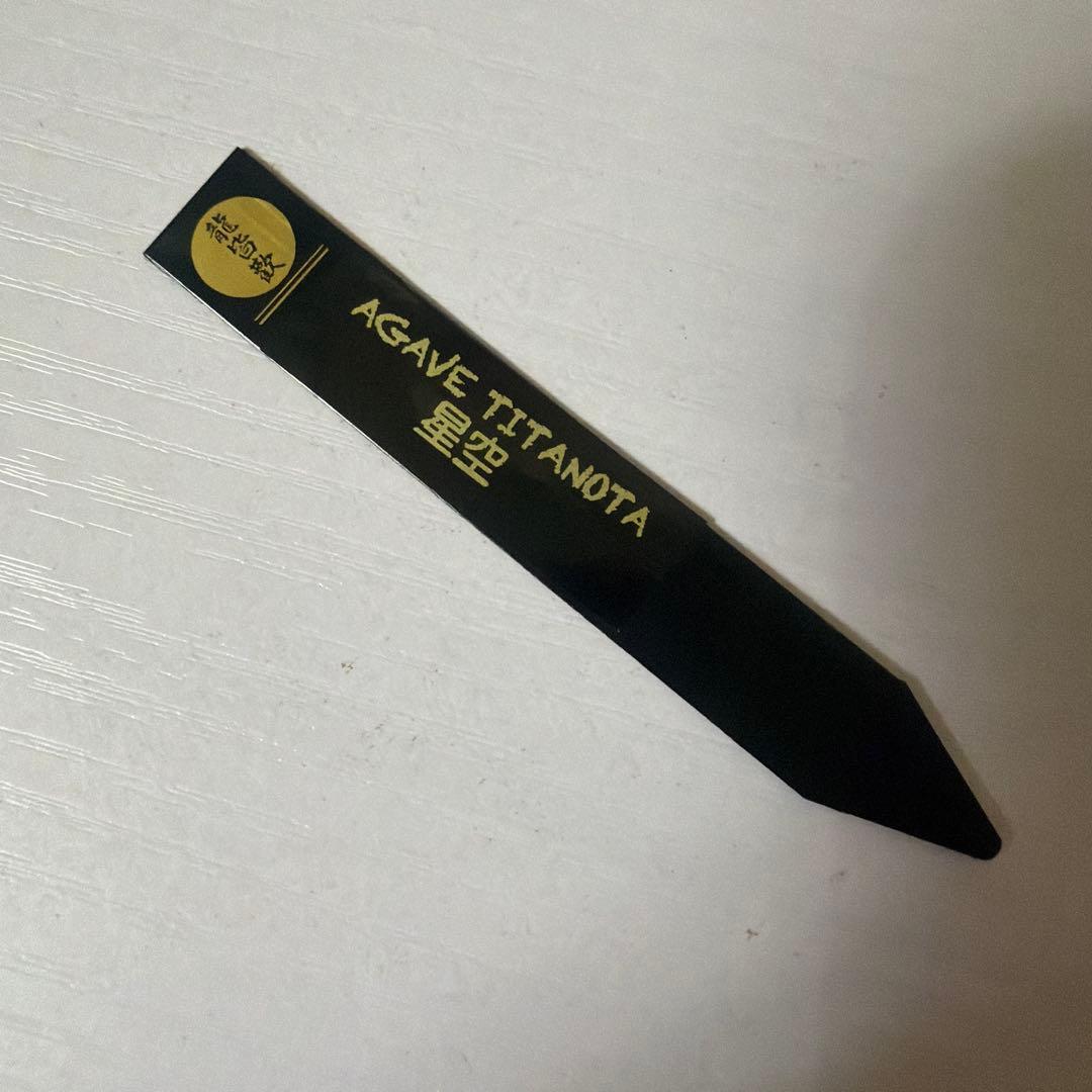 アガベ 鉢植発送 星空 ブツブツ 極上血統 超希少 スペシャル個体