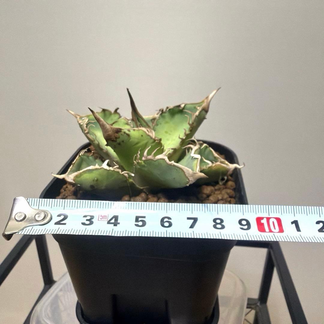 アガベ 鉢植発送 星空 ブツブツ 極上血統 超希少 スペシャル個体
