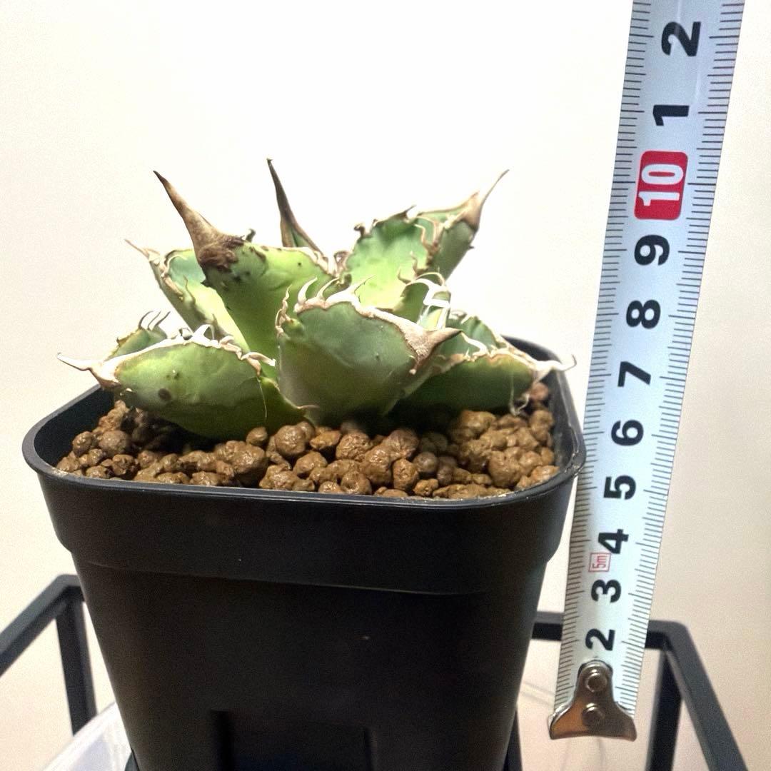 アガベ 鉢植発送 星空 ブツブツ 極上血統 超希少 スペシャル個体