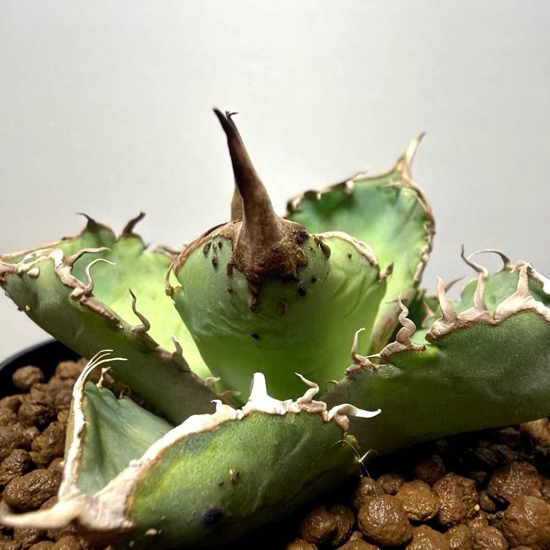 アガベ 鉢植発送 星空 ブツブツ 極上血統 超希少 スペシャル個体