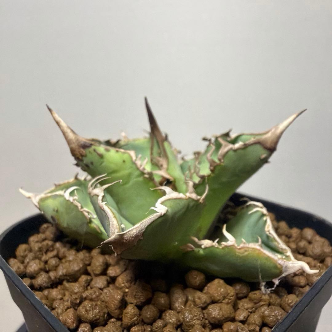 アガベ 鉢植発送 星空 ブツブツ 極上血統 超希少 スペシャル個体