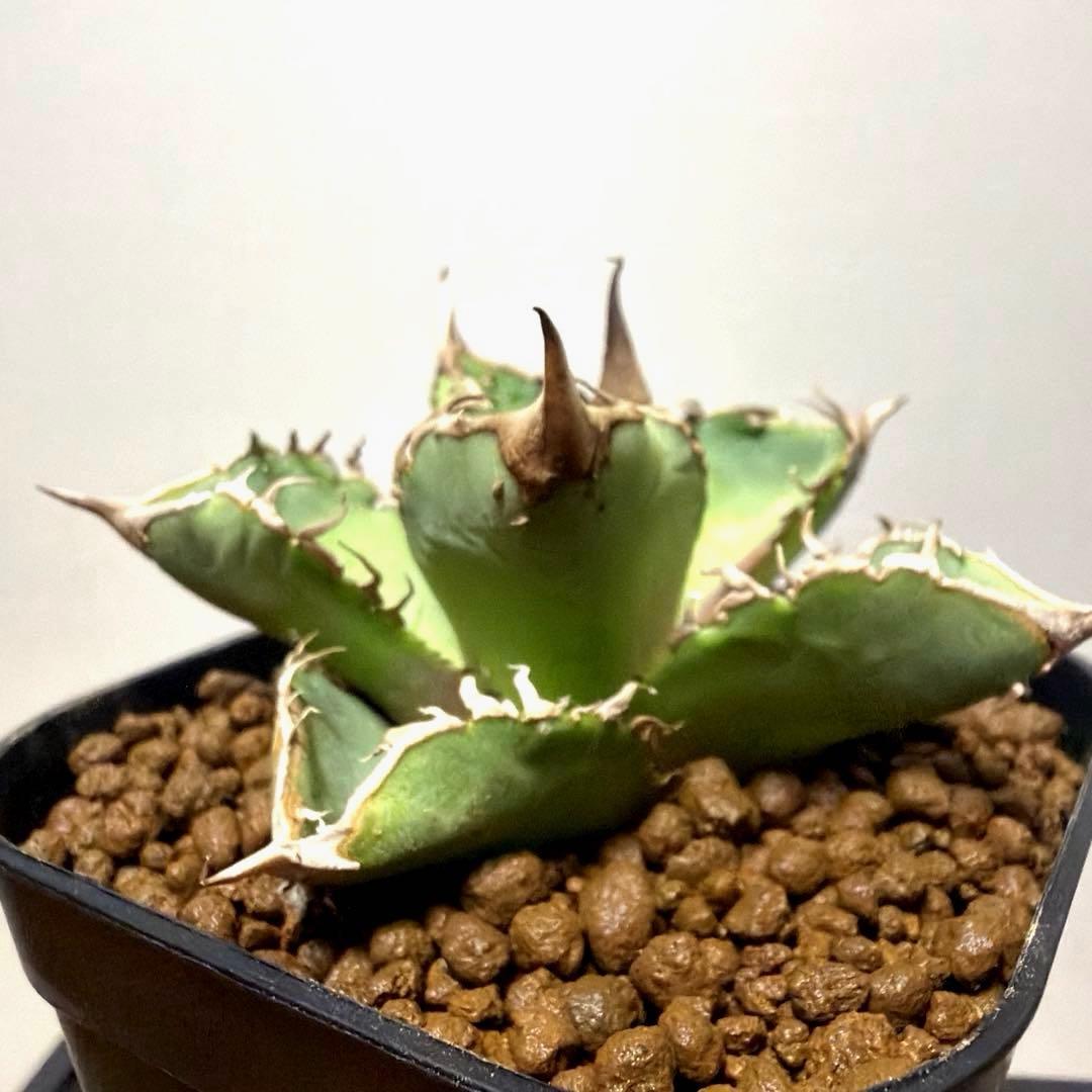 アガベ 鉢植発送 星空 ブツブツ 極上血統 超希少 スペシャル個体