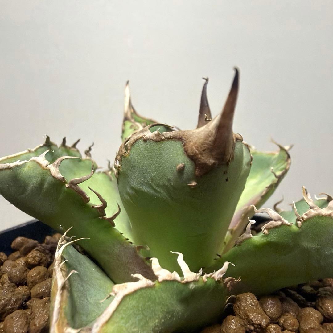 アガベ 鉢植発送 星空 ブツブツ 極上血統 超希少 スペシャル個体