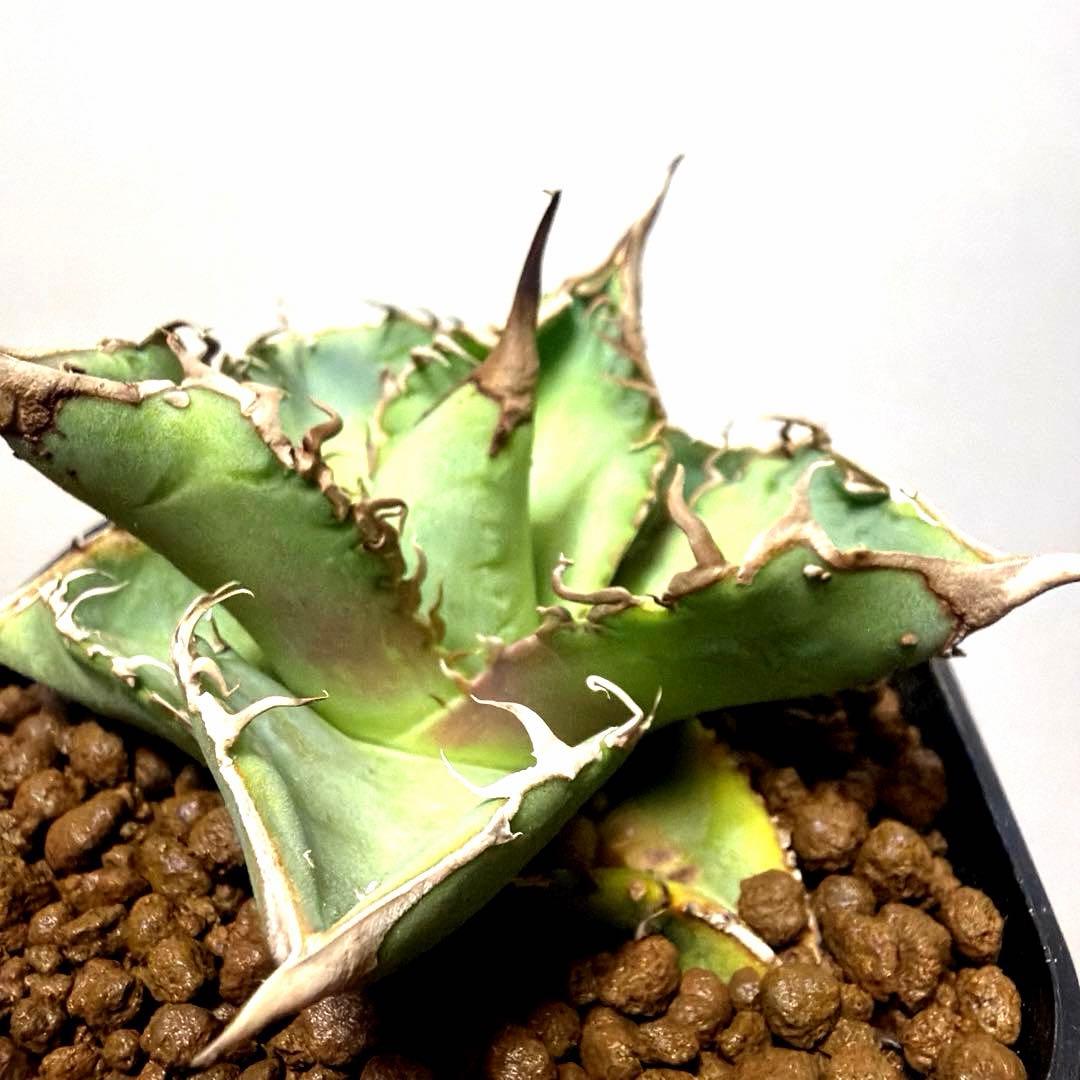 アガベ 鉢植発送 星空 ブツブツ 極上血統 超希少 スペシャル個体