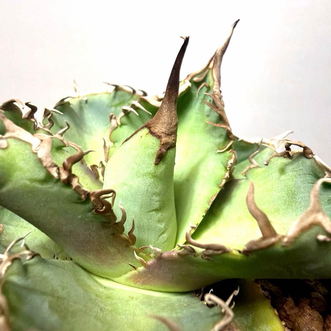 アガベ 鉢植発送 星空 ブツブツ 極上血統 超希少 スペシャル個体