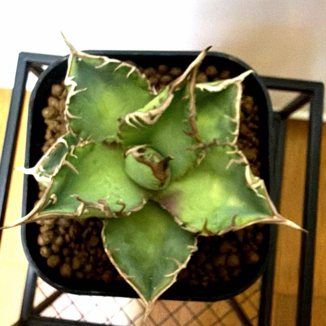 アガベ 鉢植発送 星空 ブツブツ 極上血統 超希少 スペシャル個体