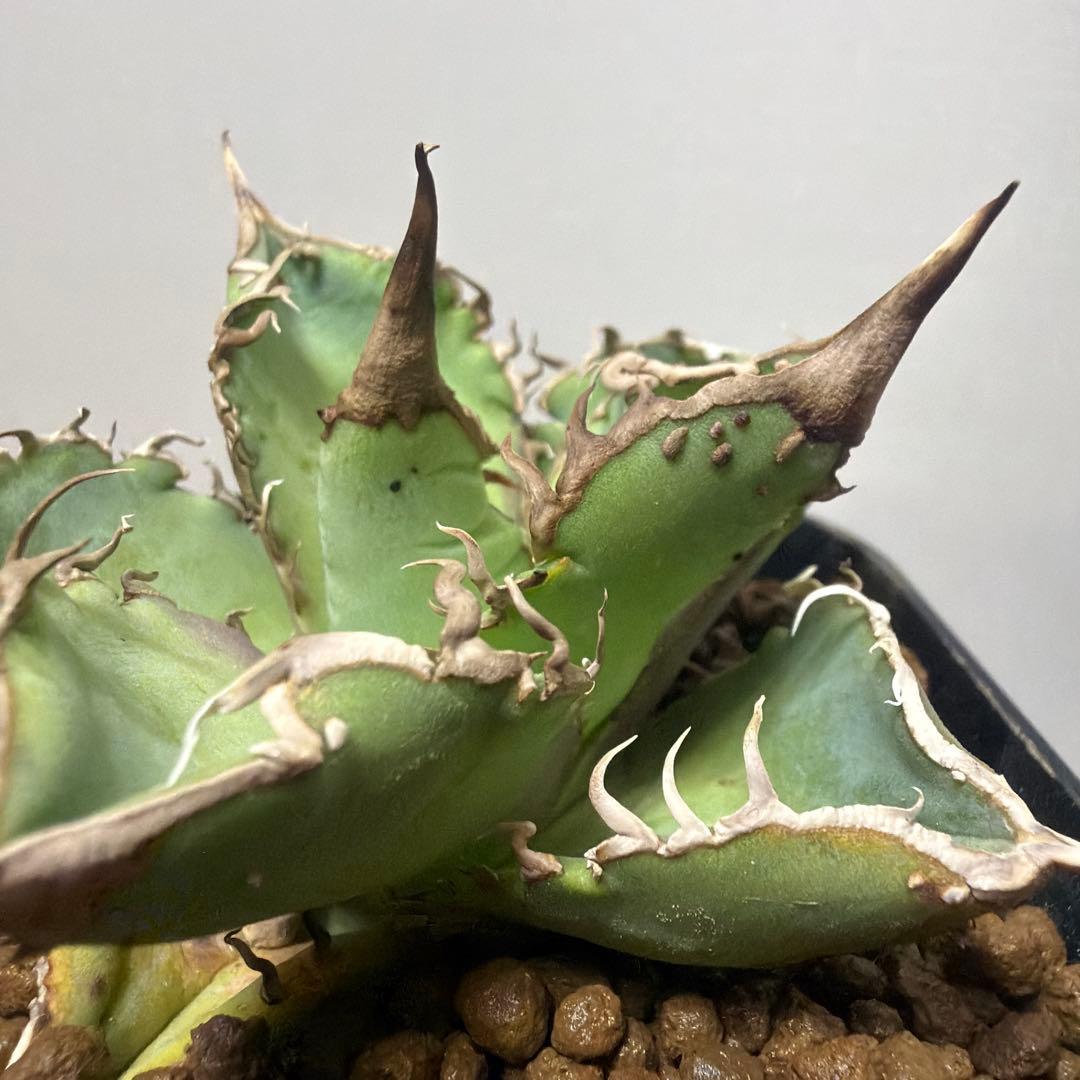 アガベ 鉢植発送 星空 ブツブツ 極上血統 超希少 スペシャル個体