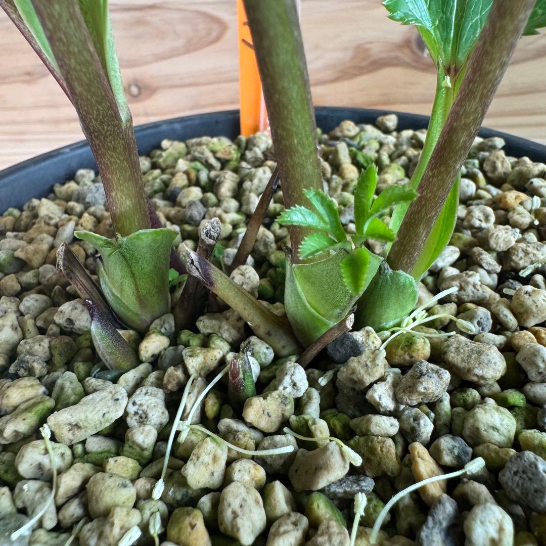 クリスマスローズ グリーンdd ホワイトエッジ 一茶系 微スポット