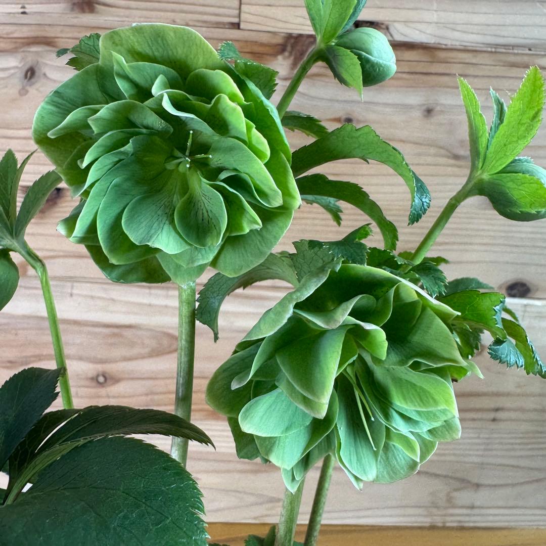 クリスマスローズ グリーンdd ホワイトエッジ 一茶系 微スポット