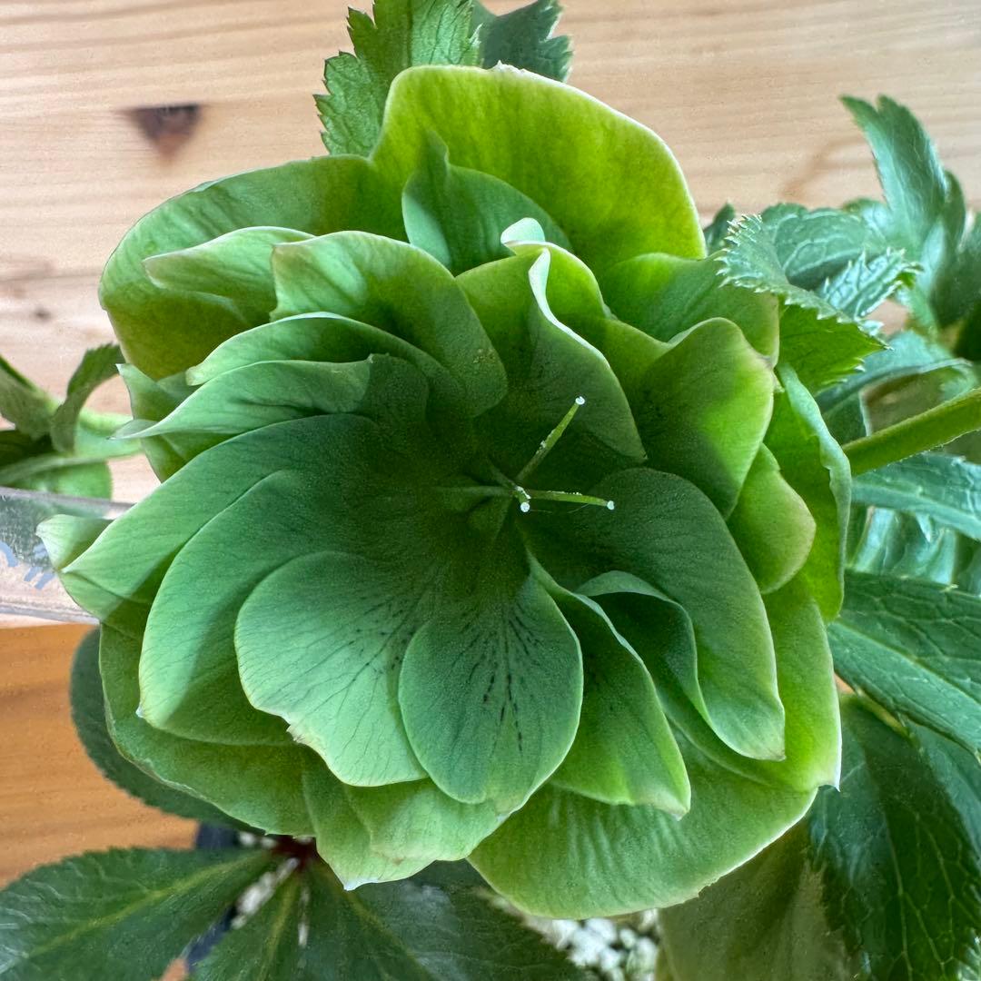 クリスマスローズ グリーンdd ホワイトエッジ 一茶系 微スポット