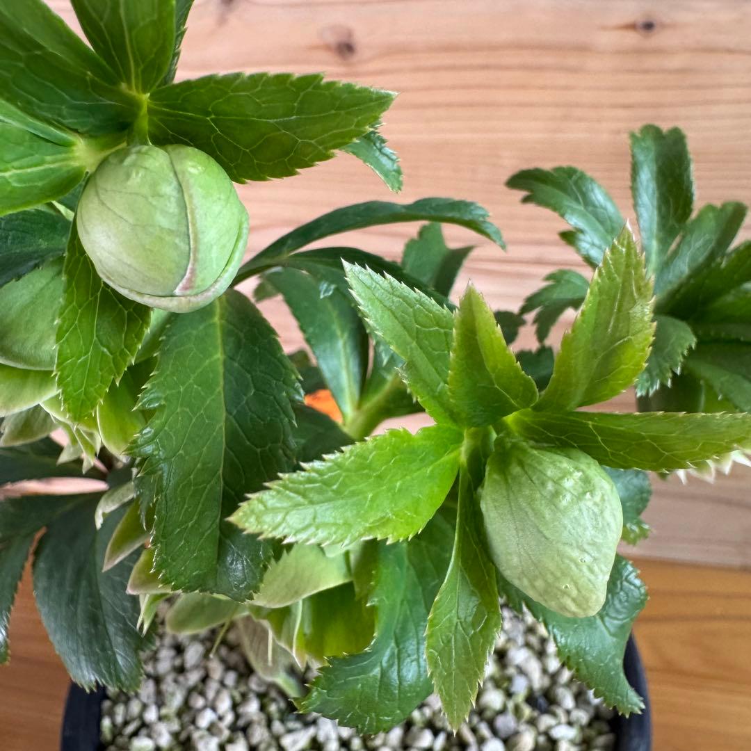 クリスマスローズ グリーンdd ホワイトエッジ 一茶系 微スポット