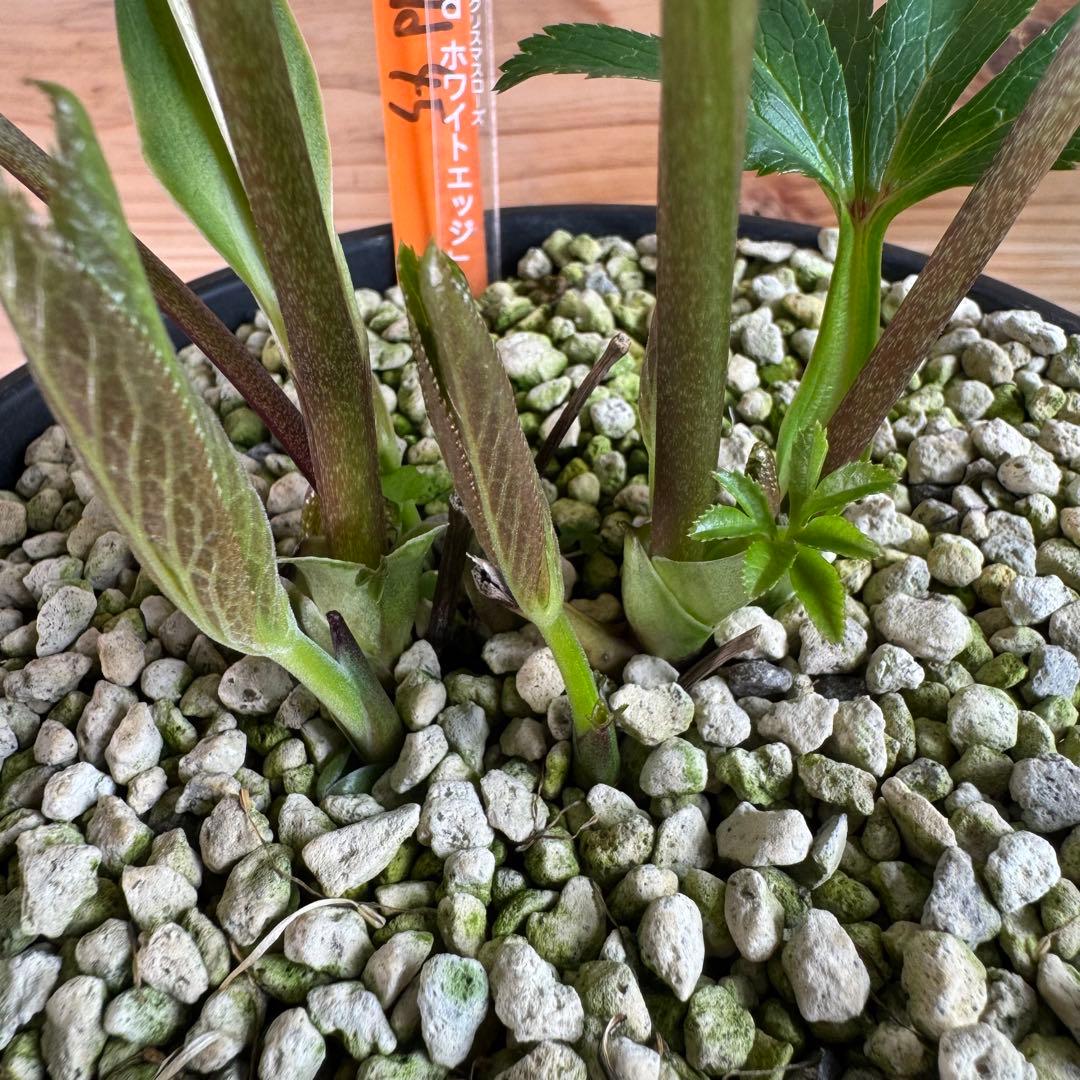 クリスマスローズ グリーンdd ホワイトエッジ 一茶系 微スポット