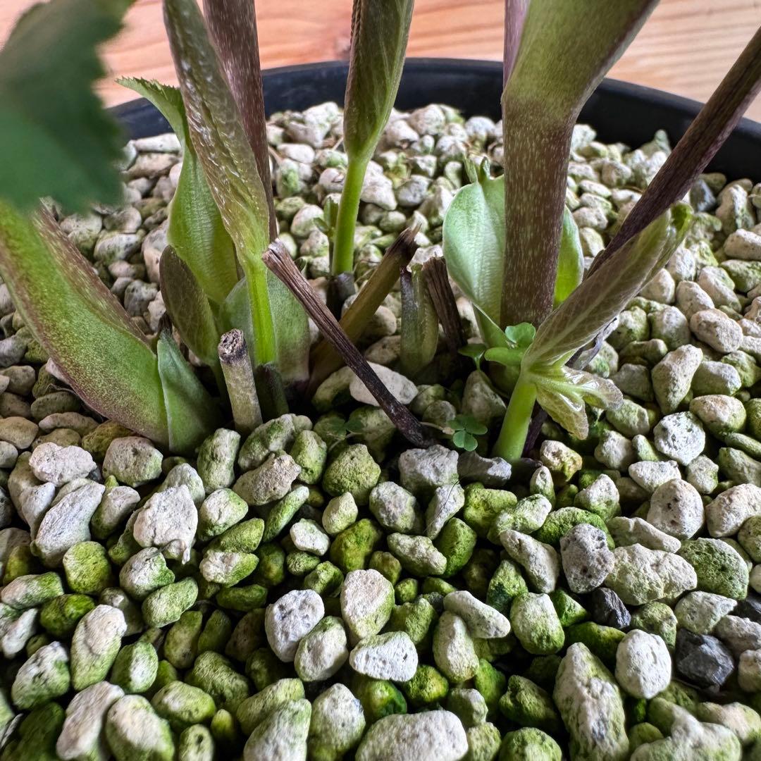 クリスマスローズ グリーンdd ホワイトエッジ 一茶系 微スポット