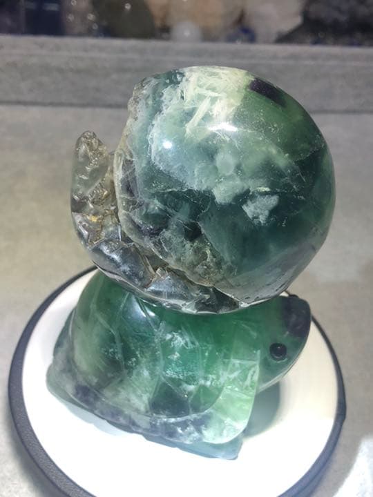 フローライト 笑口 亀