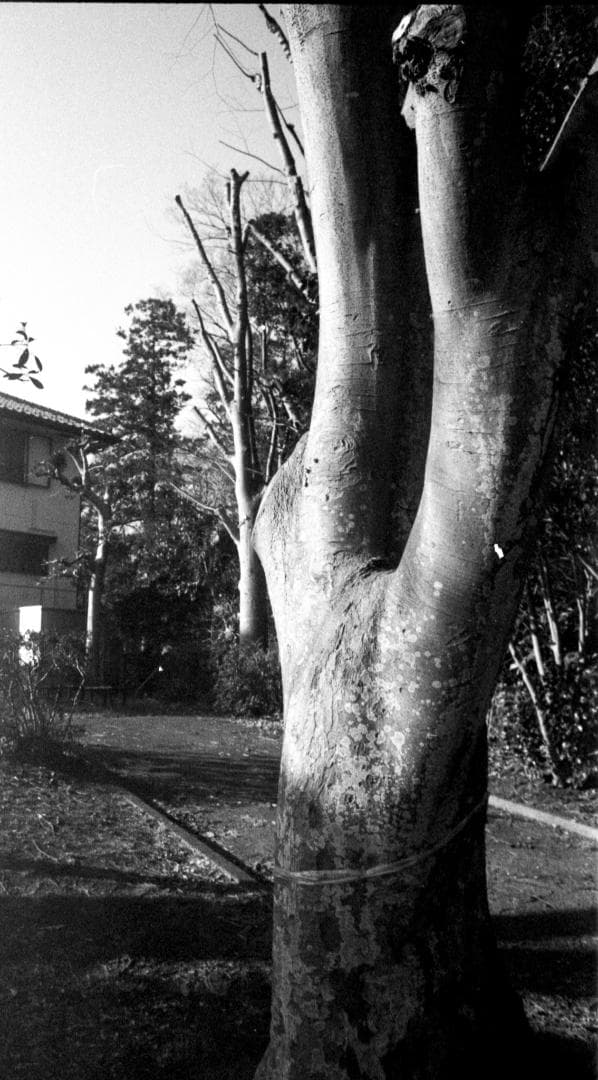 ＜作例＞YUS Automatic 28mm f2.8 単焦点 Y/Cマウント