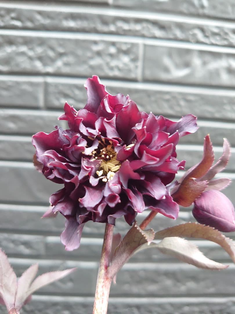 広瀬園芸　クリスマスローズ　Ｋ