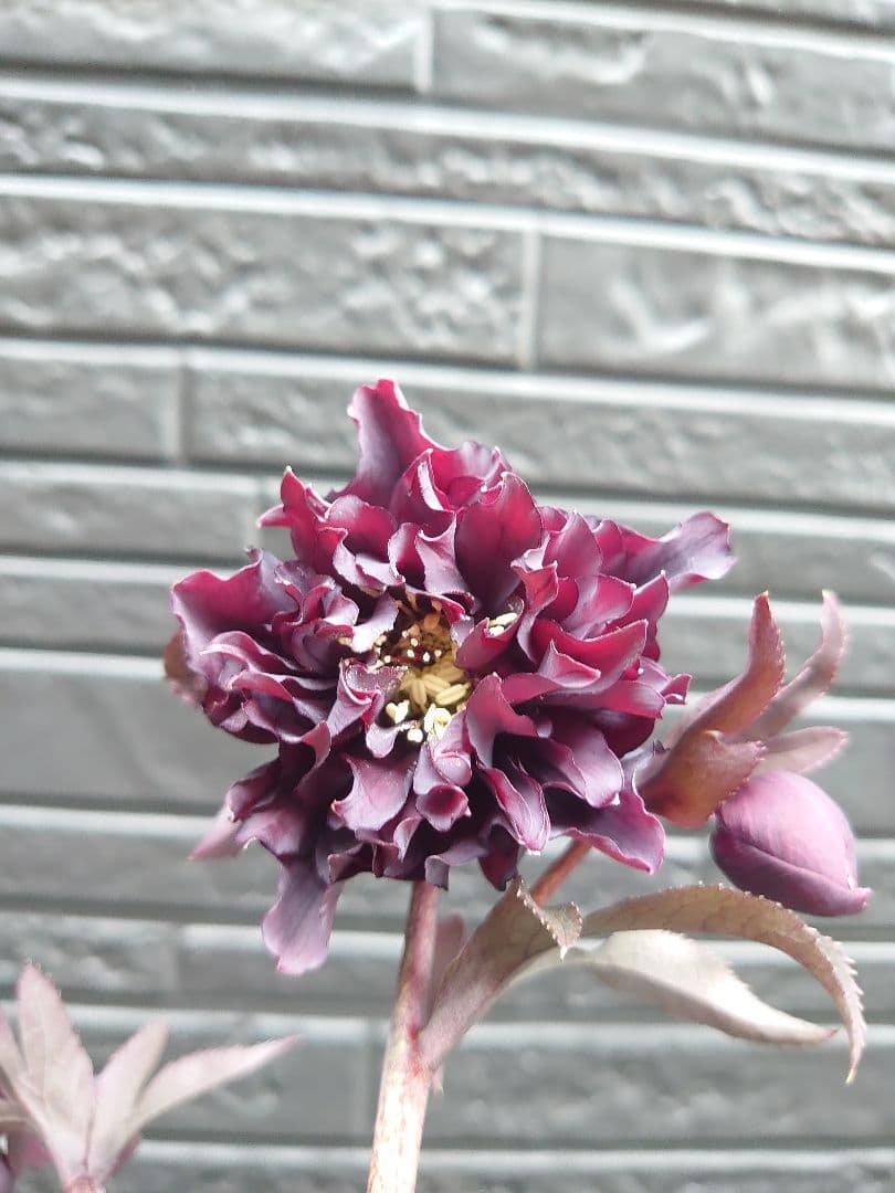 広瀬園芸　クリスマスローズ　Ｋ