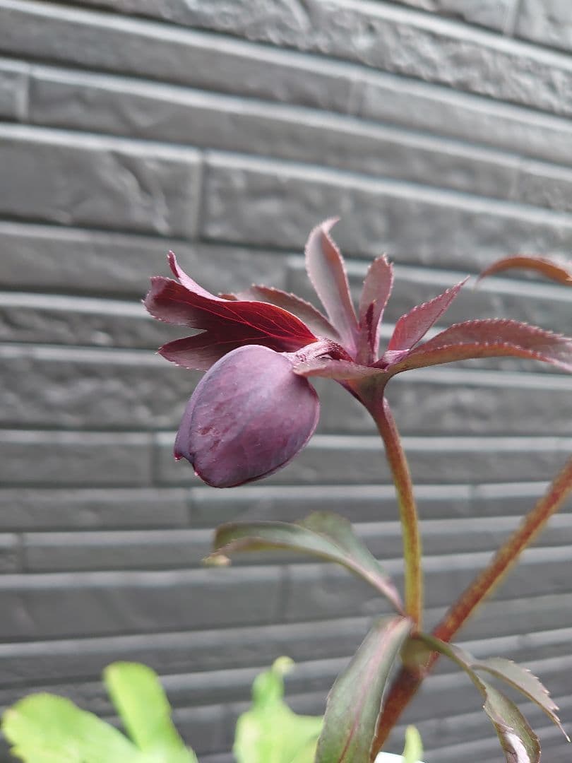 広瀬園芸　クリスマスローズ　Ｋ