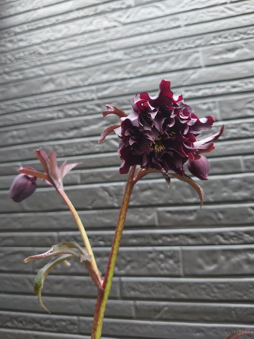 広瀬園芸　クリスマスローズ　Ｋ