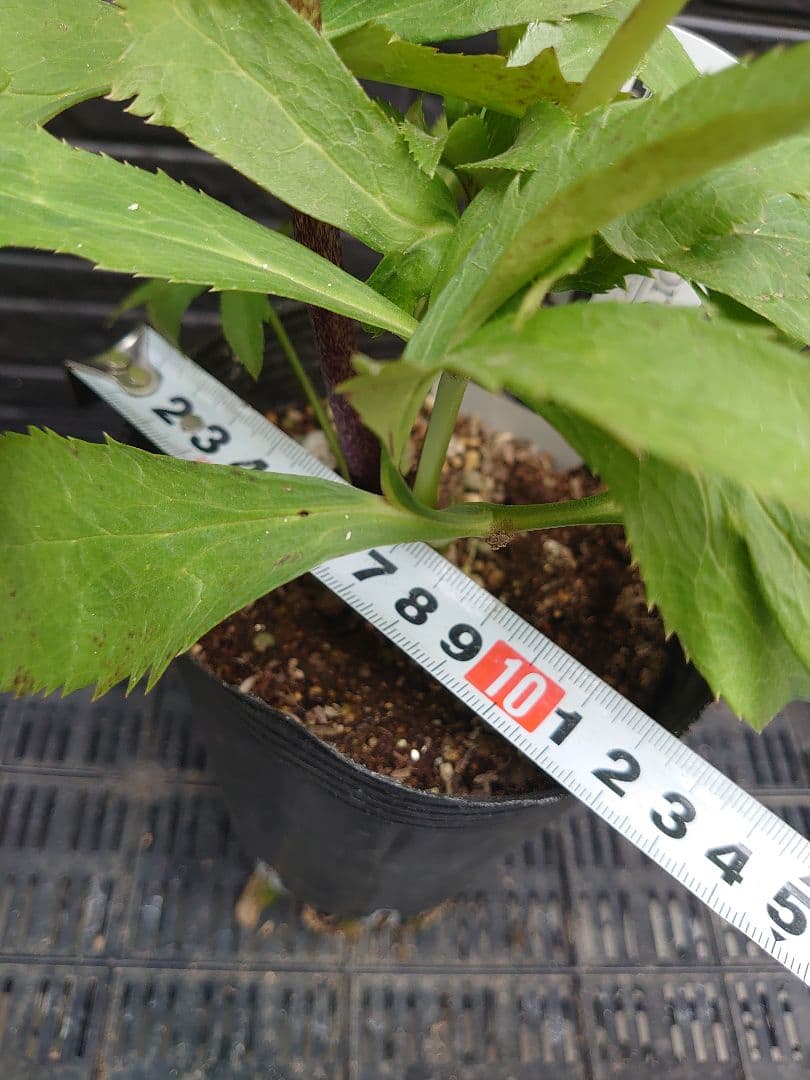 広瀬園芸　クリスマスローズ　Ｋ