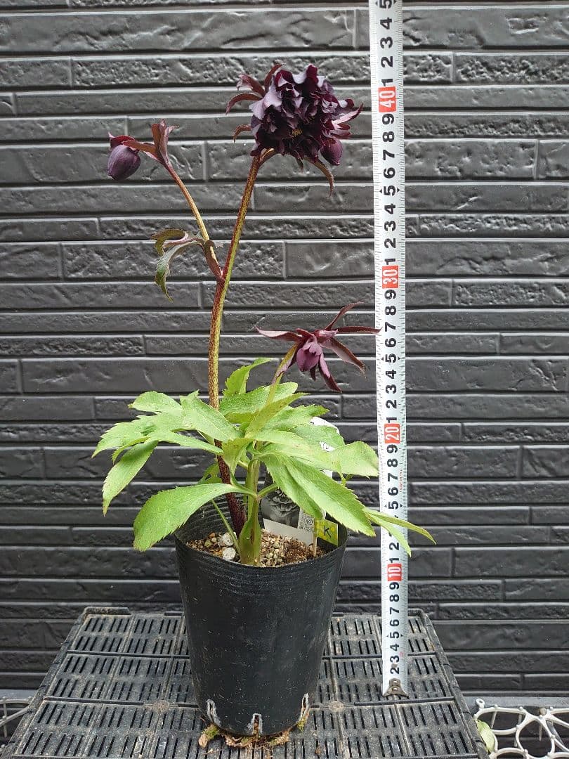 広瀬園芸　クリスマスローズ　Ｋ