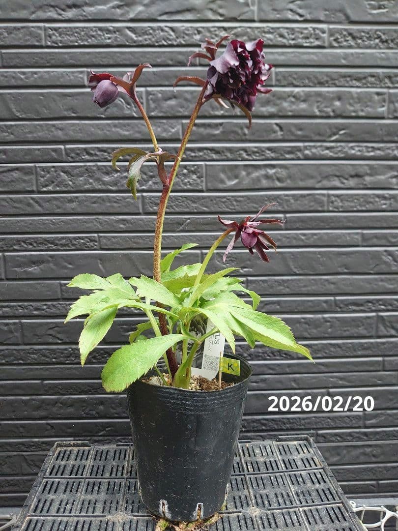 広瀬園芸　クリスマスローズ　Ｋ