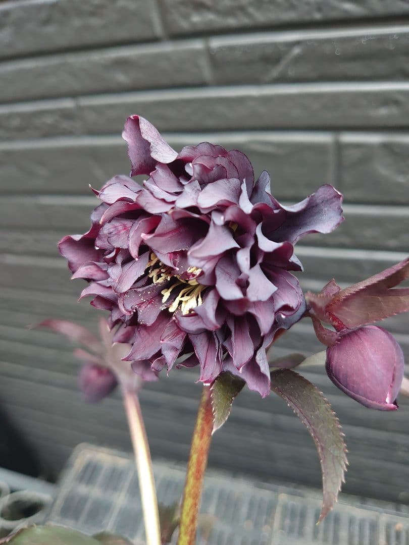 広瀬園芸　クリスマスローズ　Ｋ