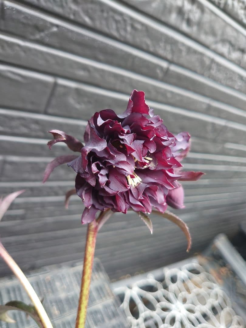 広瀬園芸　クリスマスローズ　Ｋ