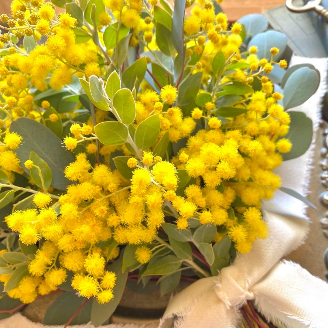 ⚠️専用品⚠️ フレッシュ ミモザ スワッグ　パールアカシア