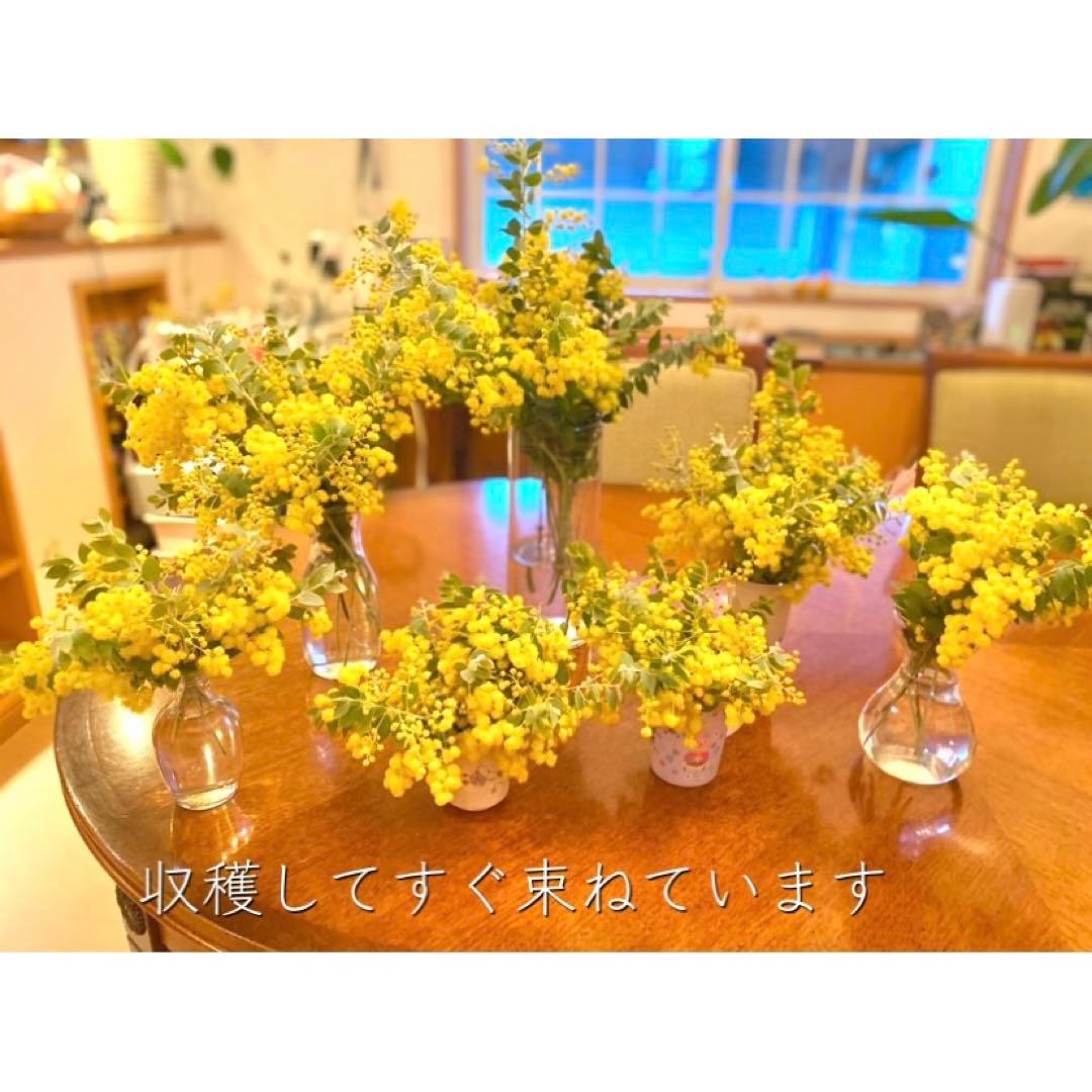 ⚠️専用品⚠️ フレッシュ ミモザ スワッグ　パールアカシア