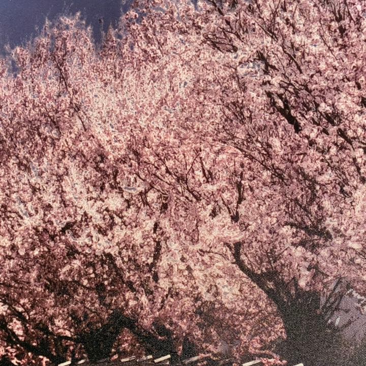 キャンバス プリントアート 満月と桜 インテリア 絵画