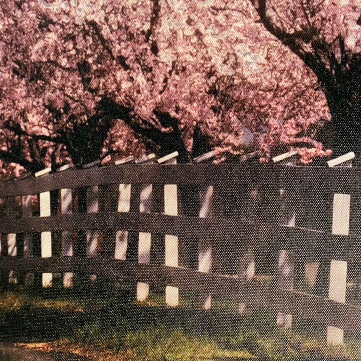 キャンバス プリントアート 満月と桜 インテリア 絵画