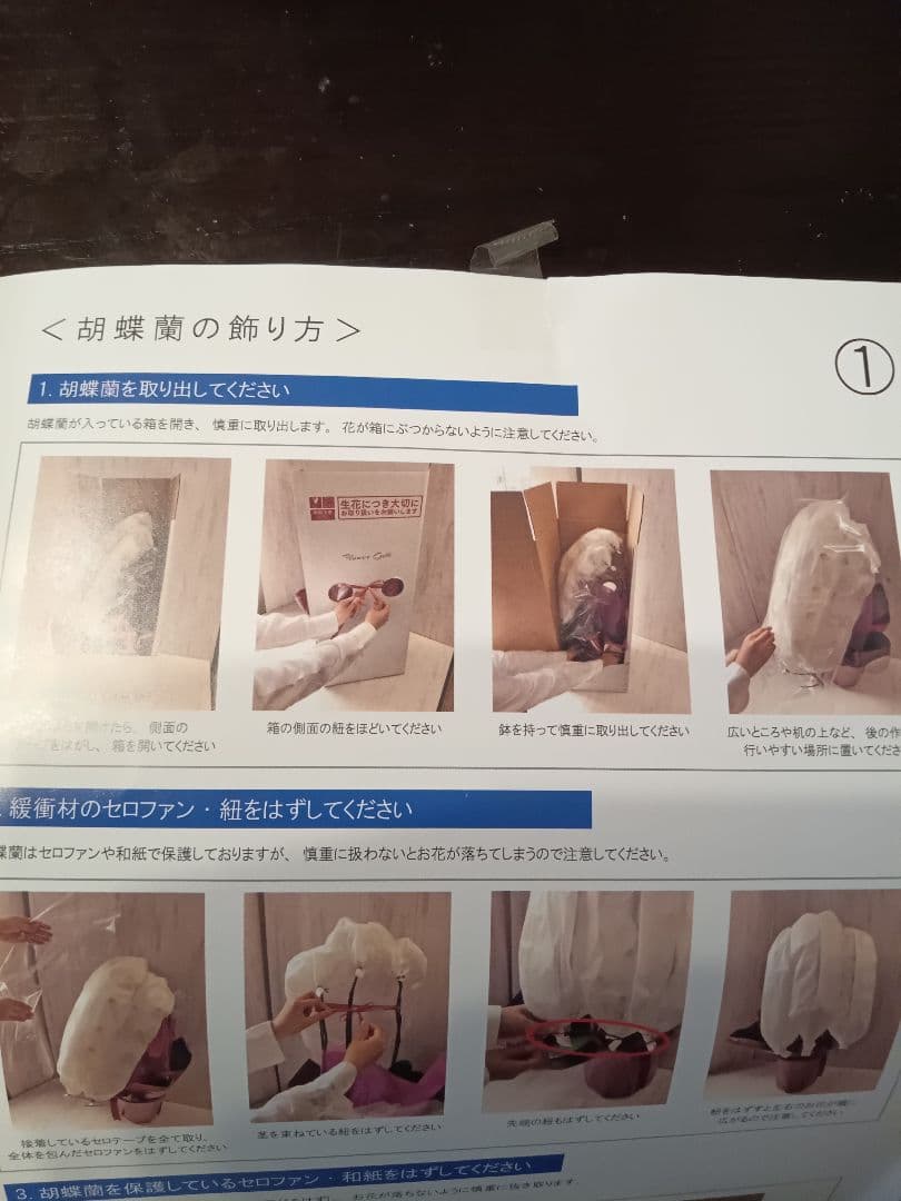 胡蝶蘭 3本 赤い鉢