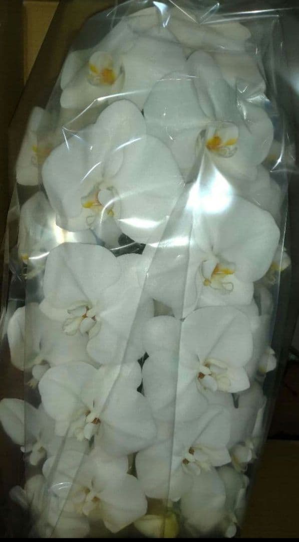 胡蝶蘭 3本 赤い鉢